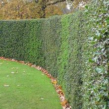 Load image into Gallery viewer, American Holly Tree