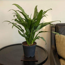 Load image into Gallery viewer, Aglaonema Cutlass Chinese Evergreen Plants