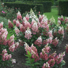 Load image into Gallery viewer, Pinky Winky Hydrangea Shrubs