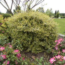 Load image into Gallery viewer, Abelia Twist of Lime Shrubs