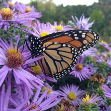 Load image into Gallery viewer, Aster Raydon's Favorite Plants