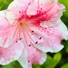 Load image into Gallery viewer, Azalea Conversation Piece Shrubs