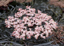 Load image into Gallery viewer, Black Lace Elderberry Shrubs