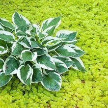 Load image into Gallery viewer, Creeping Jenny