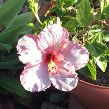 Load image into Gallery viewer, Pink Tropical Hibiscus Bush