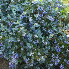 Load image into Gallery viewer, Pink Icing Blueberry Bushes