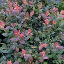 Load image into Gallery viewer, Pink Icing Blueberry Bushes
