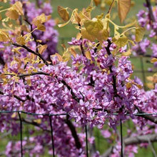 Load image into Gallery viewer, Rising Sun Redbud Trees