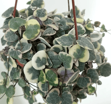 Load image into Gallery viewer, String of Hearts Plants