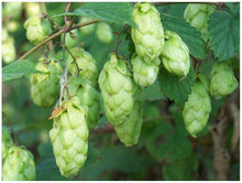 Load image into Gallery viewer, Nugget Hops Vines
