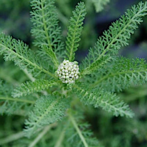 Achillea Pomegranate