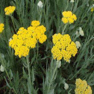 Achillea Moonshine