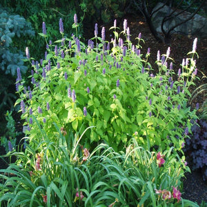 Agastache Golden Jubilee