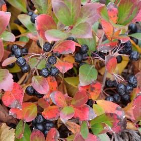 Aronia Ground Hog Shrubs