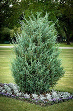 Load image into Gallery viewer, Moonglow Juniper Shrubs
