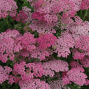 Achillea Pink Grapefruit