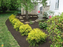 Load image into Gallery viewer, Gold Mop Cypress Shrubs
