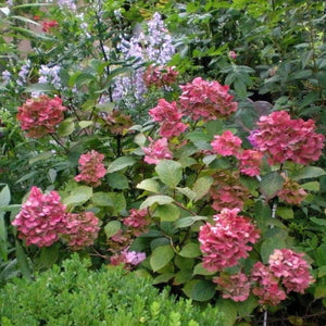 Hydrangea Preziosa Shrubs